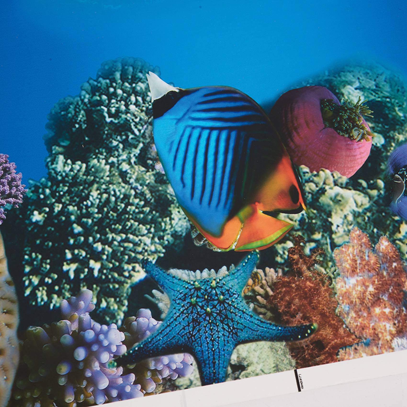 Fish In Aquarium Picture - กระดาษตกแต่งตู้ปลา A77I ภาพความละเอียดสูง 7D วอลเปเปอร์ตู้ปลาสามมิติ ภาพวาดพื้นหลังตู้ปลาแบบสองด้าน