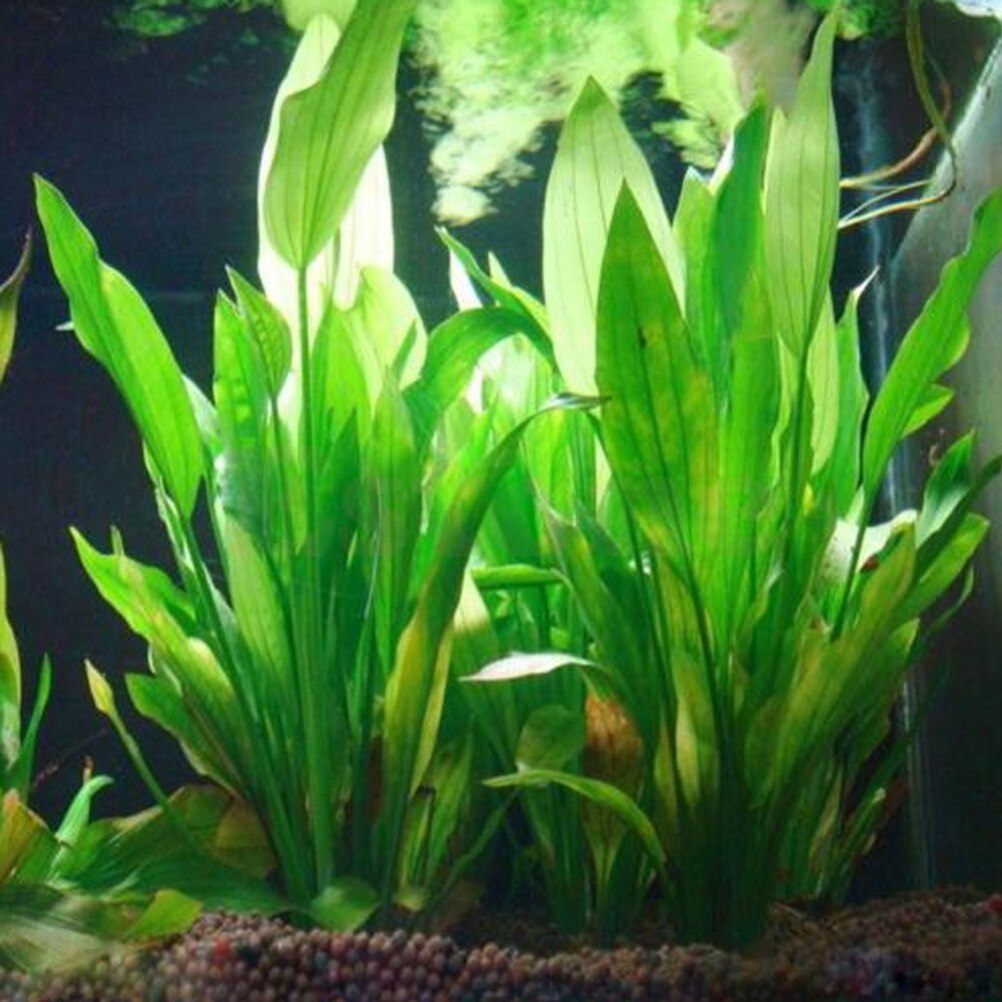Aquarium Fish For Sale Online - 15 ซม.ประดิษฐ์ Aquarium Decor พืชน้ําวัชพืชเครื่องประดับน้ําถังปลาหญ้าอุปกรณ์ตกแต่ง