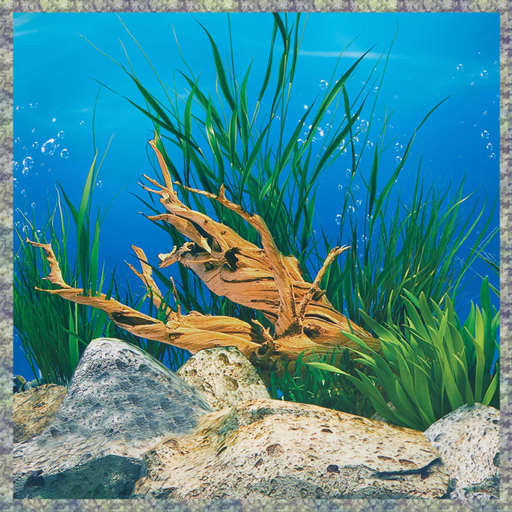 Fish In Aquarium Picture - WON Aquarium พื้นหลังกระดาษ HD ภาพ 7D