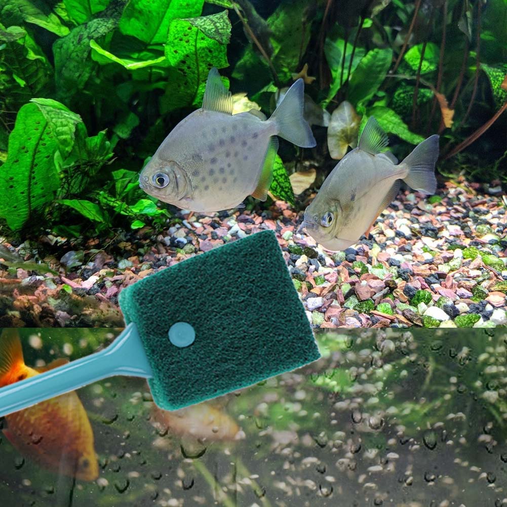 ฟองน้ำทำความสะอาดตู้ปลาแบบสองด - Cleaner Fish Aquarium บทวิจารณ์และราคา