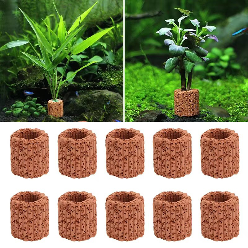 พืชน้ําแหวนคงที่สําหรับพิพิธภั - Aquarium Fish For Sale Online บทวิจารณ์และราคา