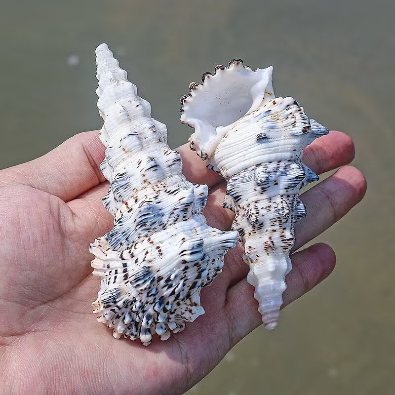 Monster Tower Snail Fish Tank  - Aquarium Fish Monster บทวิจารณ์และราคา