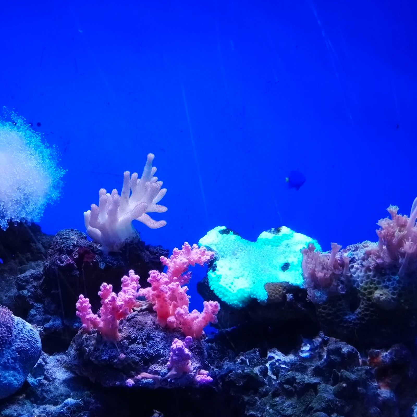 กระดาษพื้นหลังตู้ปลา PVC แบบมี - Aquarium Fish Wallpaper บทวิจารณ์และราคา