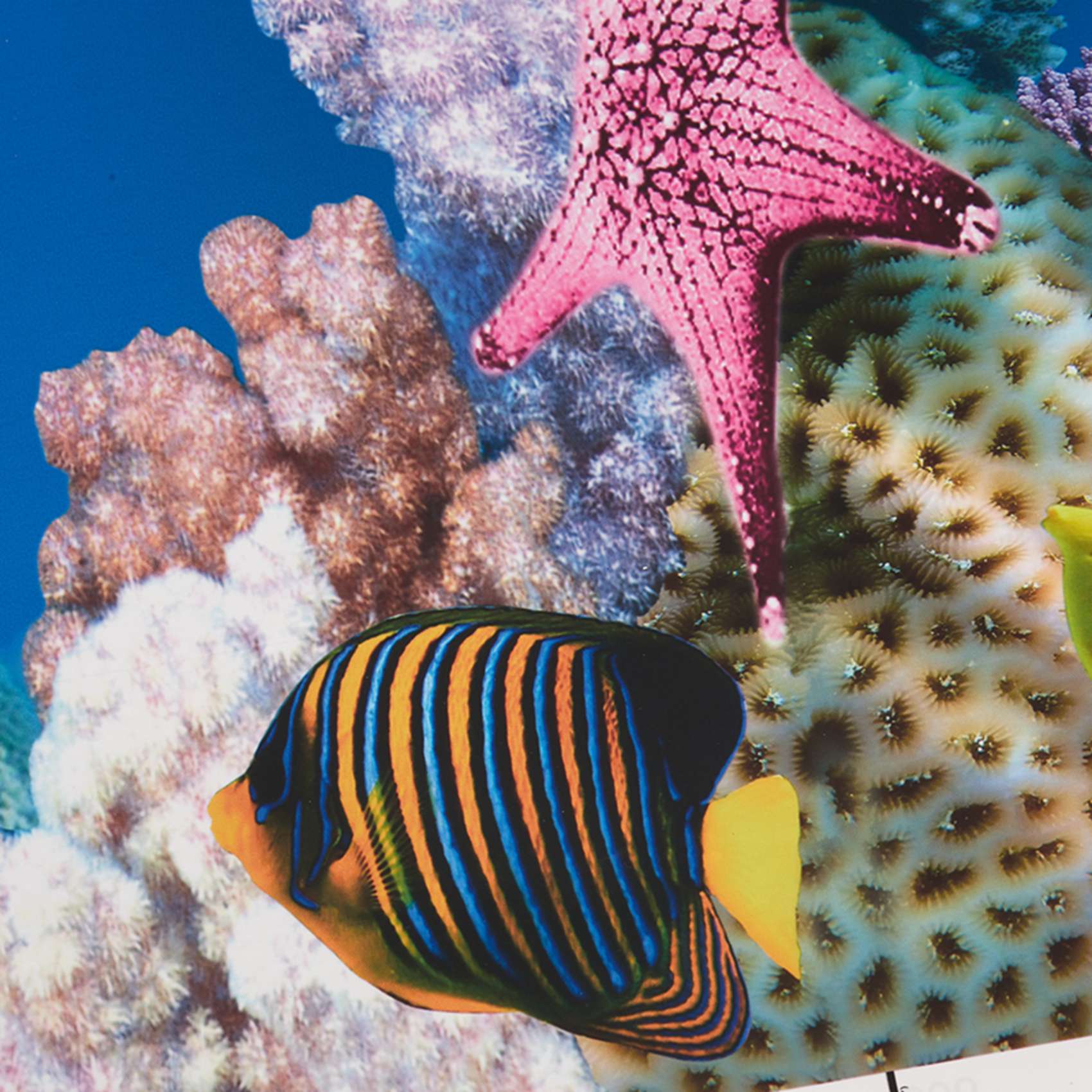 กระดาษตกแต่งตู้ปลา BAAU ภาพ HD - Fish In Aquarium Picture บทวิจารณ์และราคา